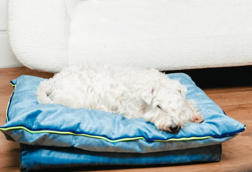 Mushmallow bed 60×80