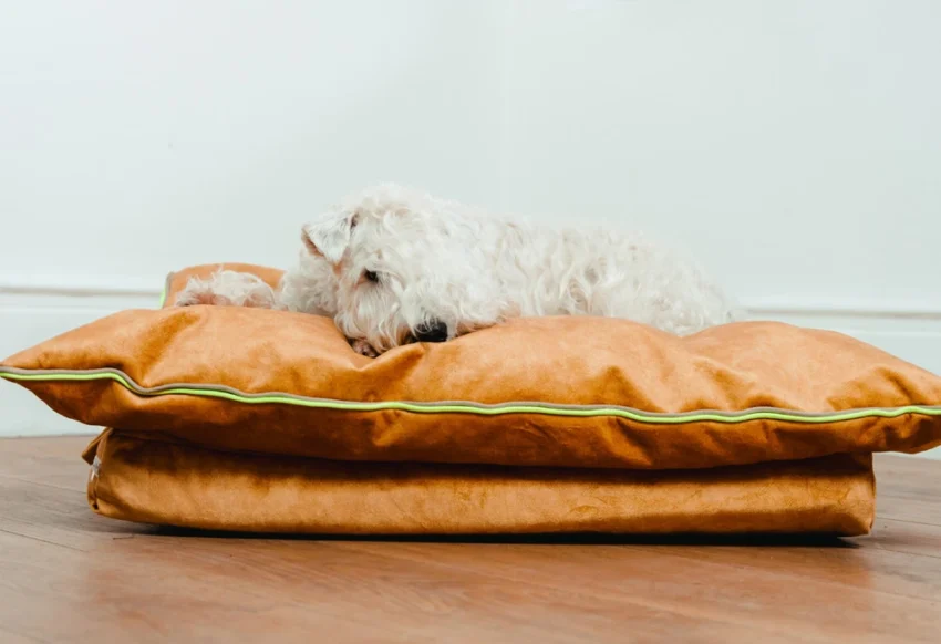 Dog relaxing on Mushmallow bed